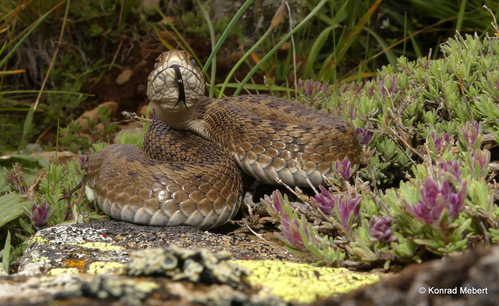 Western Darevsky's Viper (Vipera darevskii sakoi) (2)